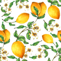 padrão perfeito de aquarela de frutas png