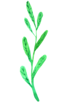 grönt blad element vattenfärg png