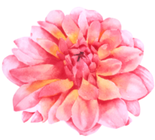 élément de fleur fleur de mariage aquarelle png