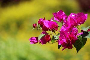 Bougainvillea Flowers with Copy Space. photo