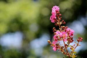 Lagerstroemia Indica Flowers. photo