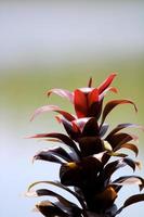 Cordyline Fruticosa Leaves. photo