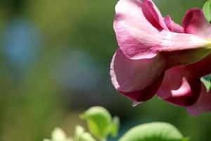 flores allamanda blanchetii. foto