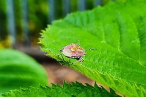 Bug sits on green leaf. Insect pest in garden. photo