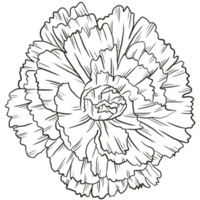 nejlika blomma linjekonst png