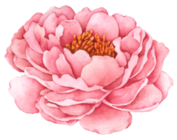 pittura a mano dell'acquerello del fiore di peonia png