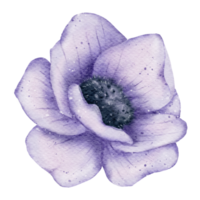 anemoon bloem aquarel png