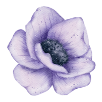 acquerello di fiori di anemone png