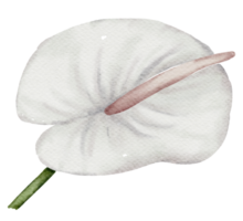 White flower watercolor png