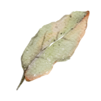 acuarela de hoja de otoño png