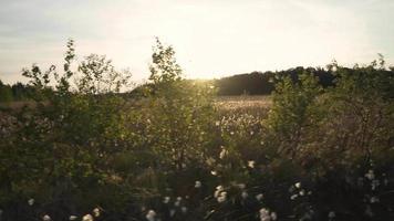 Gehweg Blick auf die Sonne, die auf einer großen offenen Wiese scheint video