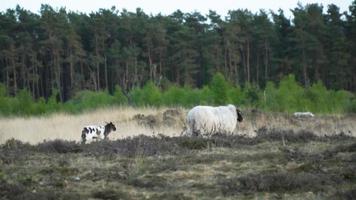 moutons et agneaux paissent dans une prairie bordée d'arbres à feuilles persistantes video