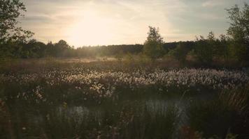 Sun shines down on trees and tall grass in a meadow video