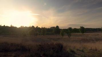 Sun shines down on trees and tall grass in a meadow video