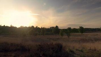 le soleil brille sur les arbres et les hautes herbes dans un pré video