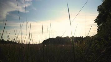 Sun shines over trees and field and through tall blades of grass in a meadow video