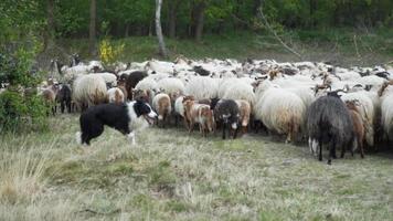 svart och vit hund vallar får på en gräsbevuxen äng video