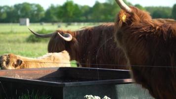 Highland cattle with horns gather around a feed trough video