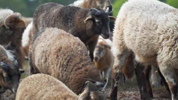 gregge di pecore e capre viaggiano lungo la strada di campagna video