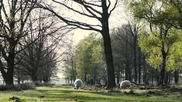 Schafe grasen auf einer von Bäumen gesäumten Wiese video