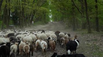 rebanho de ovelhas e cabras viaja por uma estrada rural de cascalho ladeada de árvores video