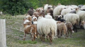 Herd of sheep walk through field video