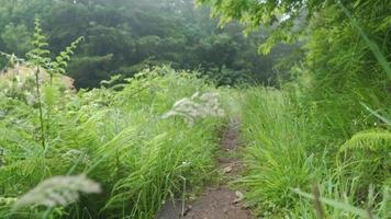 caminho da natureza cercado por grama alta e árvores video