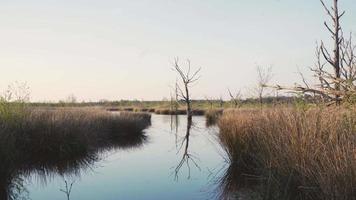 Grass lined stream reflects tree and sky video