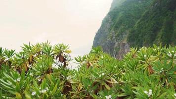 mire el arbusto tropical para revelar un alto acantilado con cascada y océano video
