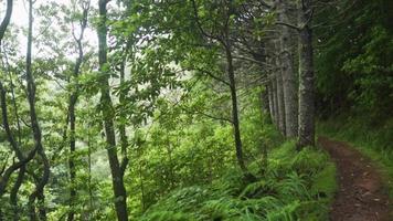 chemin nature bordé d'arbres en forêt