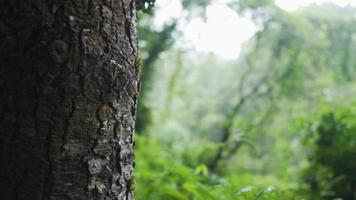 primo piano della corteccia del tronco d'albero con la foresta sullo sfondo video