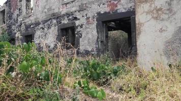 hierba y plantas crecen sobre una estructura de piedra abandonada con ventanas video