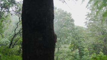 närbild av träd med grön skog i bakgrunden video