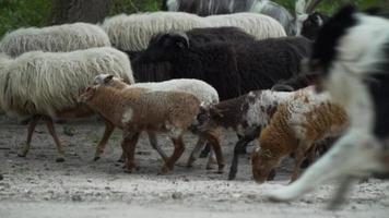 Herd of long and short haired sheep travel on rural road