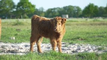 Brown Highland cattle calf stands in a sunny green meadow video