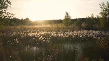 Sun light falls over meadow with high grass and trees video