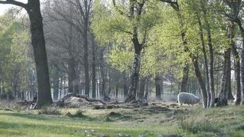 las ovejas pastan en un prado bordeado de árboles video