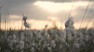 Cotton growing in a field sways in the wind before a cloudy bright sky video
