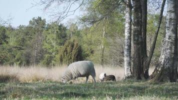 Sheep grazing in field near trees video