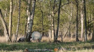 Sheep graze in a meadow lined with trees video