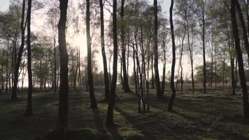 le soleil brille sur les arbres et les hautes herbes dans un pré video