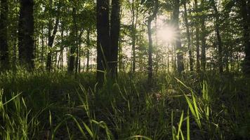 Sun shines down on trees and tall grass in a meadow video