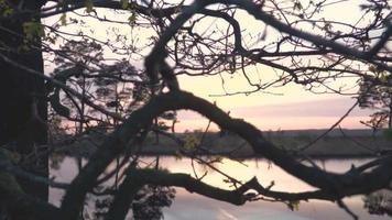 le soleil brille sur les arbres et les hautes herbes dans un pré video