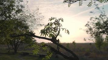 Tree sways in the breeze as sun shines through branches video