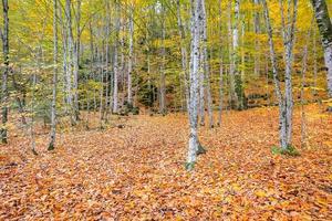 Forest in Yedigoller National Park, Turkey photo