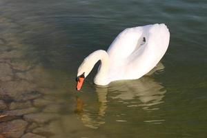 Swan in Pond photo