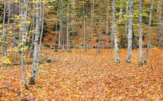 bosque en el parque nacional yedigoller, turquía foto