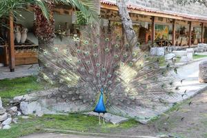 Peacock feathers out photo