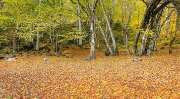 Forest in Yedigoller National Park, Turkey photo