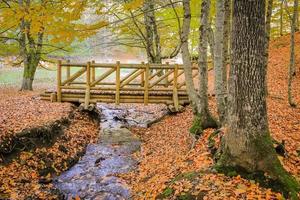 puente de madera en el parque nacional yedigoller, turquía foto